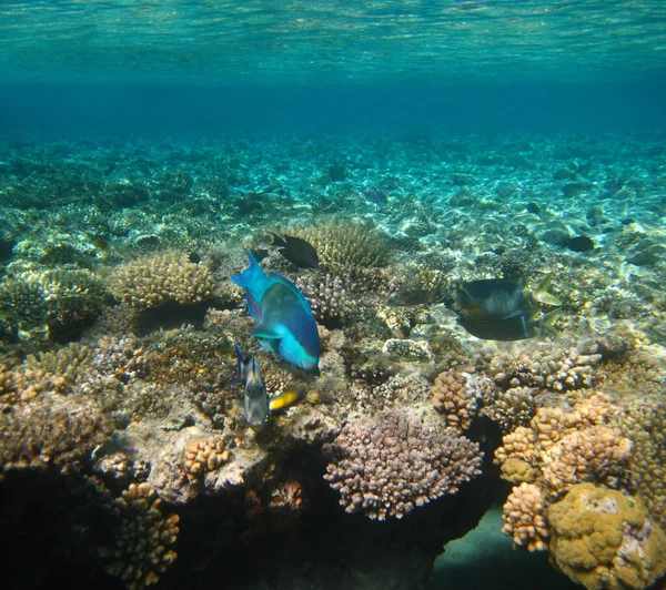 Mundo Subaquático Peixes Coral Mar Vermelho Egipto — Fotografia de Stock