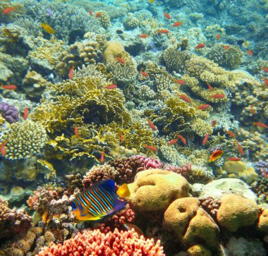 Su altı dünyası. Kızıl Deniz 'in mercan balıkları. Mısır