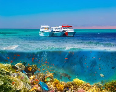 Ras Muhammad Ulusal Parkı, Kızıldeniz, Mısır 'ın kayalık toprakları ve mercan resifleri ile bölünmüş çekim