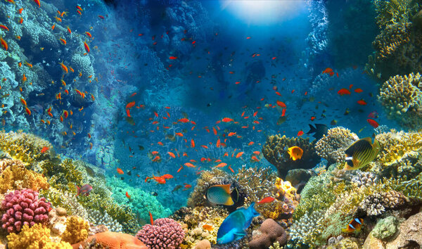 Group of scuba divers exploring coral reef. Underwater sports and tropical vacation.