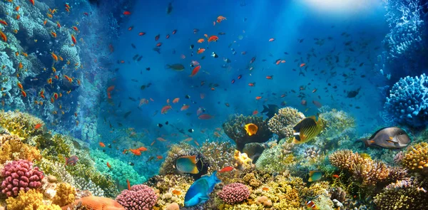 サンゴ礁を探索するスキューバダイバーのグループ 水中スポーツや熱帯の休暇 — ストック写真
