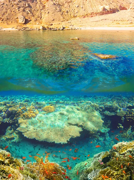 Podwodny Świat Koralowe Ryby Morza Czerwonego Stany Zjednoczone — Zdjęcie stockowe