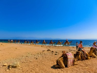 Sharm El Sheikh, Egypt - February 17, 2020: Tourist rides camel on beach with help of Egyptian man on February 17, 2020 in Sharm el Sheikh, Egypt.