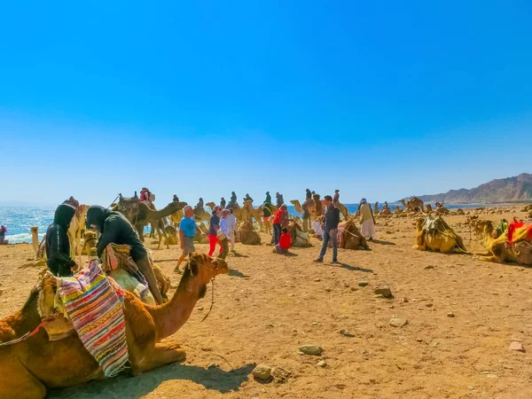 Sharm Sheikh Egypt February 2020 Tourist Rides Camel Beach Help — Stok fotoğraf