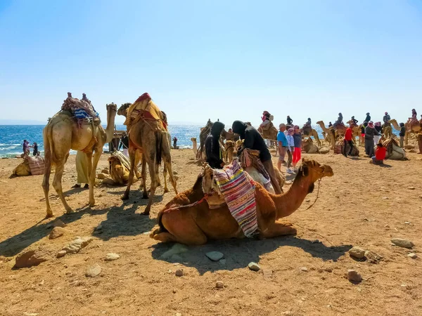 Sharm Sheikh Egitto Febbraio 2020 Gite Turistiche Cammello Sulla Spiaggia — Foto Stock