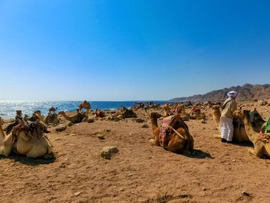 Dahab sahilinde sarı kum ve mavi gökyüzü olan develer.