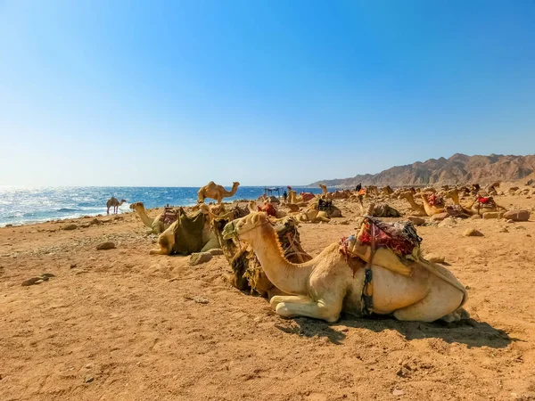 Cammelli Sulla Spiaggia Con Sabbia Gialla Cielo Blu Dahab — Foto Stock