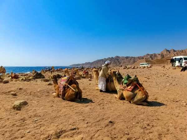 Sharm Sheikh Egito Fevereiro 2020 Homem Egípcio Local Camelos Praia — Fotografia de Stock