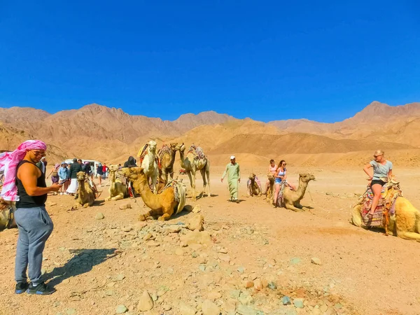Sharm Sheikh Egipto Febrero 2020 Paseos Turísticos Camello Por Playa — Foto de Stock