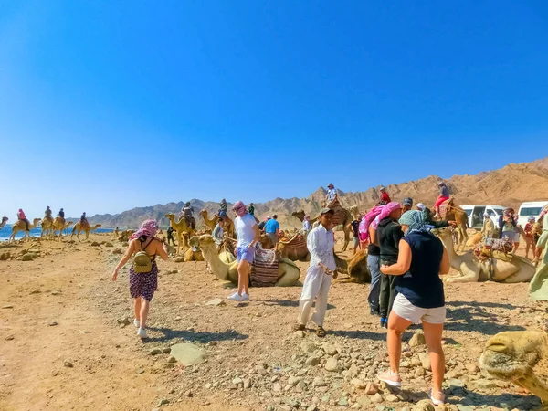 Sharm Sheikh Egypt February 2020 Tourist Rides Camel Beach Help — Zdjęcie stockowe