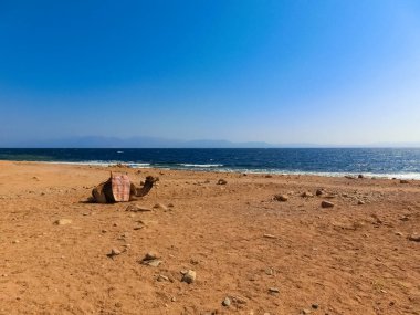 Dahab sahilinde sarı kum ve mavi gökyüzü olan develer.