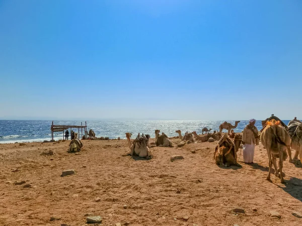 Sharm Sheikh Egipto Febrero 2020 Egipcio Local Los Camellos Playa — Foto de Stock