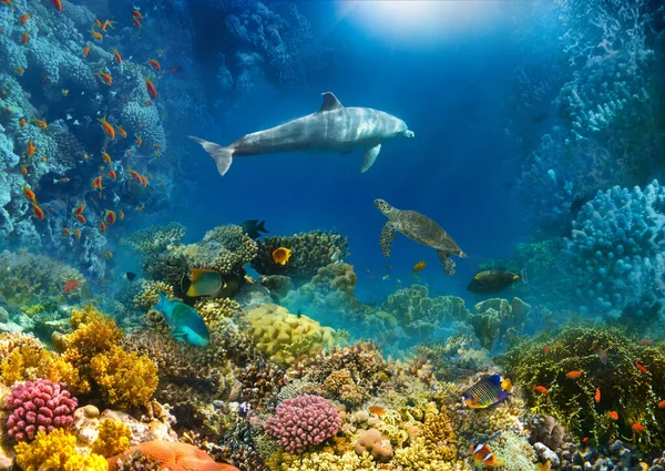 Κάτω Από Τον Κόσμο Κοράλλια Ψάρια Της Ερυθράς Θάλασσας Αίγυπτος — Φωτογραφία Αρχείου