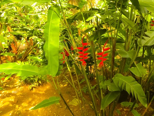 Heliconia Pendula カリブ海のセントルシア島にあるハンギングクラブ爪の花 — ストック写真