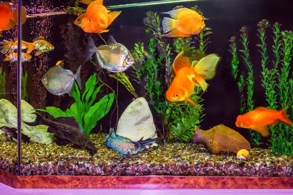 Die Nahaufnahme Eines Aquariums Voller Fische — Stockfoto