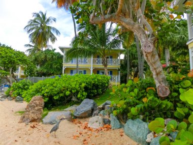 Karayip tropik plajı. Sabah Yıldızı plajında tropikal kuşla manzarayı izle