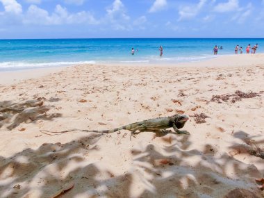 St. Thomas, ABD Virgin Adaları - 16 Mayıs 2016: Karayip tropik plajı Sabah Yıldızı Marriott Frenchmans Koyu sakinleri.