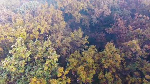 秋天的森林覆盖着雾、 黄色、 绿色和橙色的叶子在空中飞行 — 图库视频影像
