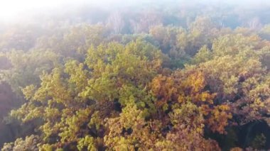 Sonbahar orman üzerinde hava uçuş sis ile kaplı