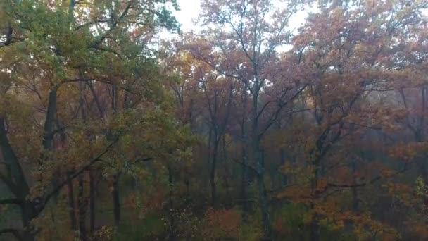 Vista aerea della foresta autunnale coperta di nebbia, movimento verso l'alto — Video Stock