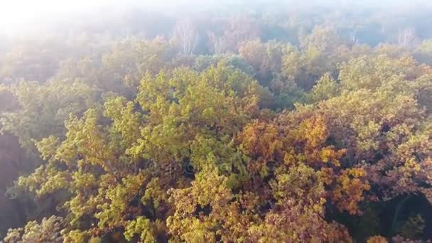 Lotnicze lot nad jesień las pokryte mgłą — Wideo stockowe