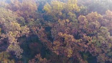 Sonbahar orman üzerinde hava uçuş kaplı sis, sisli sonbahar orman, sarı, yeşil ve turuncu yaprak ile