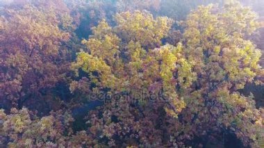 Sonbahar orman üzerinde hava uçuş kaplı sis, sisli sonbahar orman, sarı, yeşil ve turuncu yaprak ile