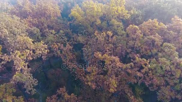Aerial flight over autumn forest covered with fog, foggy autumn forest, yellow, green and orange leaves — Stock Video