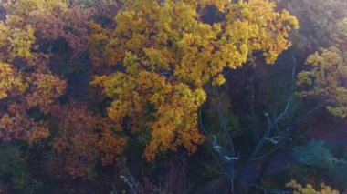 Sonbahar orman üzerinde hava uçuş kaplı sis, sisli sonbahar orman, sarı, yeşil ve turuncu yaprak ile