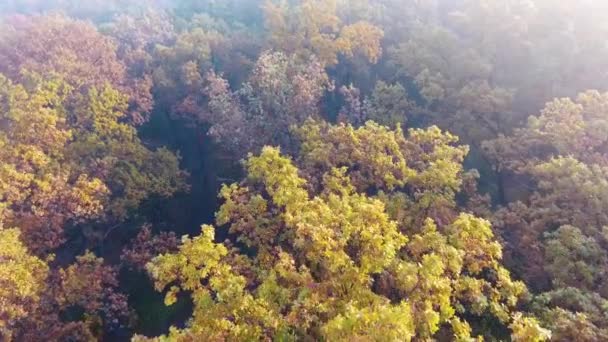 Aerial flight over autumn forest covered with fog, foggy autumn forest, yellow, green and orange leaves — Stock Video