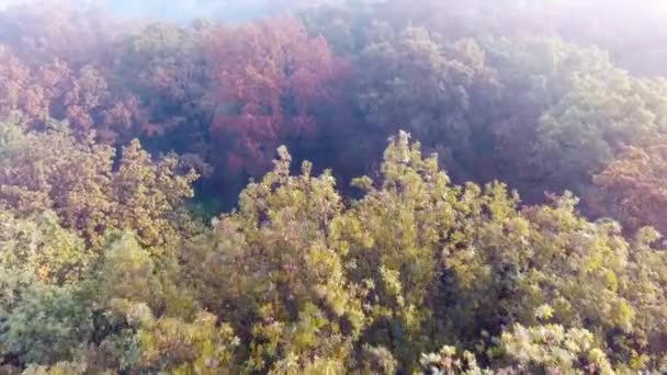 Sis, renkli ağaçları ile kaplı sonbahar ormanın havadan görünümü — Stok video