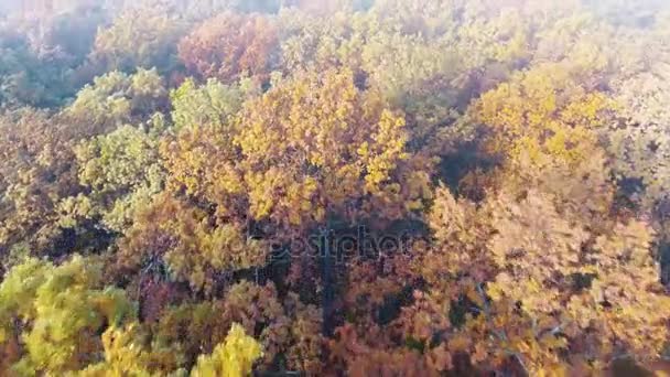 Vue aérienne de la forêt d'automne couverte de brouillard, arbres à feuilles caduques colorés — Video