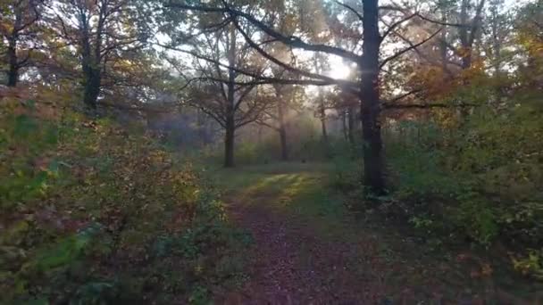AERIAL-uttaget på hösten skogen på morgonen, strålar av ljus genom träd, färgglad träd — Stockvideo