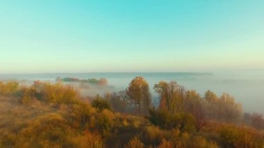Thick fog over autumn forest