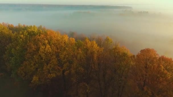 Барвистий осінній ліс покритий густим туманом — стокове відео