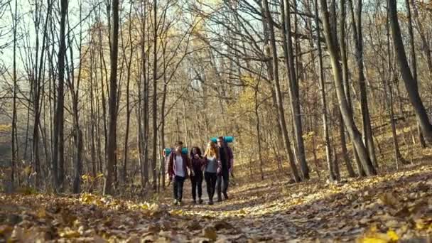 Веселые друзья, гуляющие в красивом осеннем лесу — стоковое видео