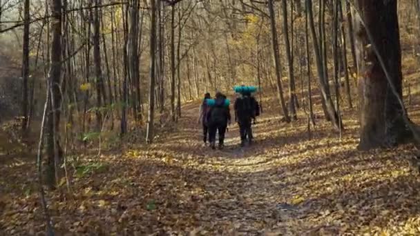 Туристи, що перевозять рюкзаки, ходять у мальовничому осінньому лісі — стокове відео