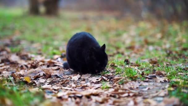 Черная кошка в парке осенью — стоковое видео