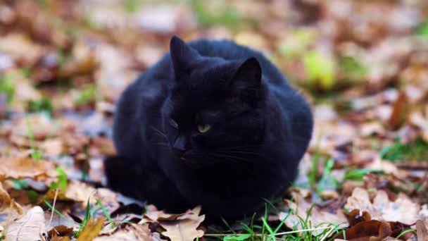 Black cat sitting on ground in autumn park — Stock Video