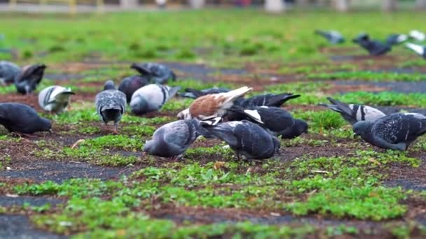 Flock of pigeons pecking ground in park — Stock Video
