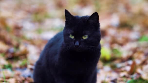 Black cat with shiny fur sitting on ground outside — ストック動画