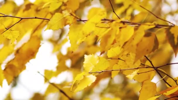Golden leaves on birch tree on sunny day — Stock Video