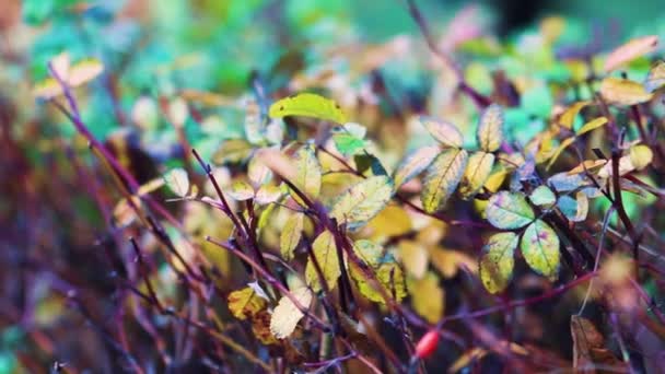 Rose hip bush with trimmed branches — Stock Video