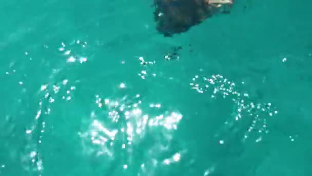 Αθλητικό κορίτσι με μπλε μπικίνι καταδύσεις κάτω από το νερό με εξοπλισμό ψαροντούφεκο — Αρχείο Βίντεο