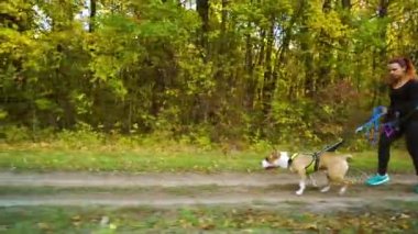 Sahibi ve Amstaff sonbaharda ormanın yakınlarında tarama yapıyor.