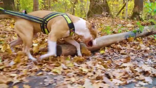 Anjing jantan Amerika Staffordshire terrier kencing di hutan musim gugur — Stok Video