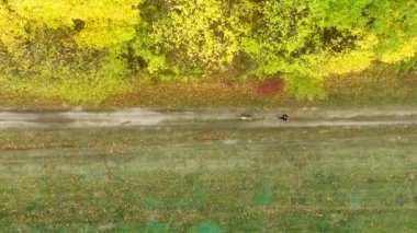 Genç atletik kız ve Amstaff sonbahar ormanı yakınlarında yol taraması yapıyorlar.