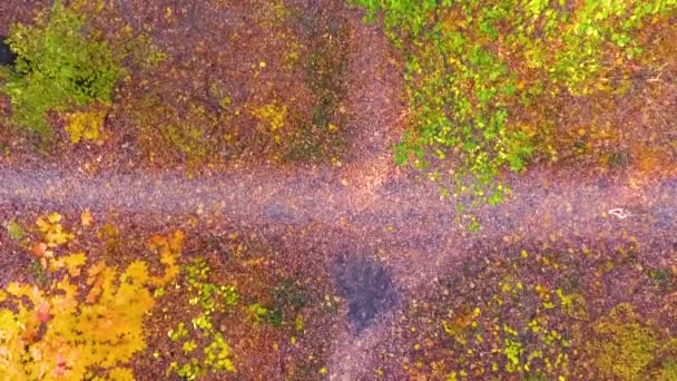 Fille athlétique et American Staffordshire terrier courir sur le carrefour dans la forêt 