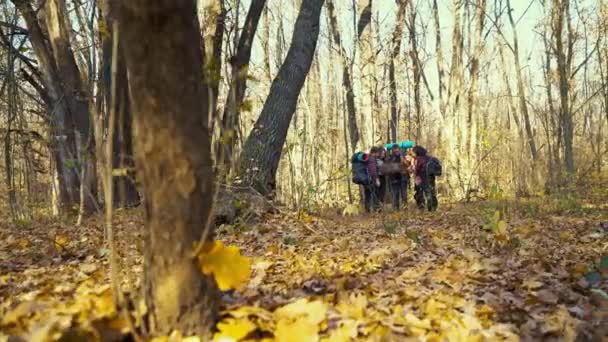 A túrázók eltévedtek az erdőben és papírtérképet vizsgáltak. — Stock videók