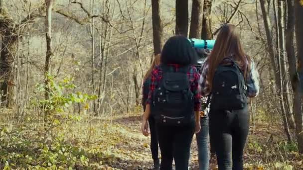 Молоді активні туристи, що ходять в осінньому лісі в сонячний день — стокове відео
